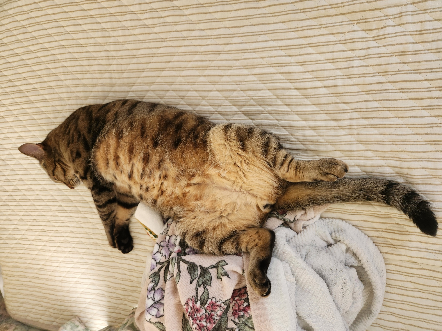 ゴロゴロするうちのネコ