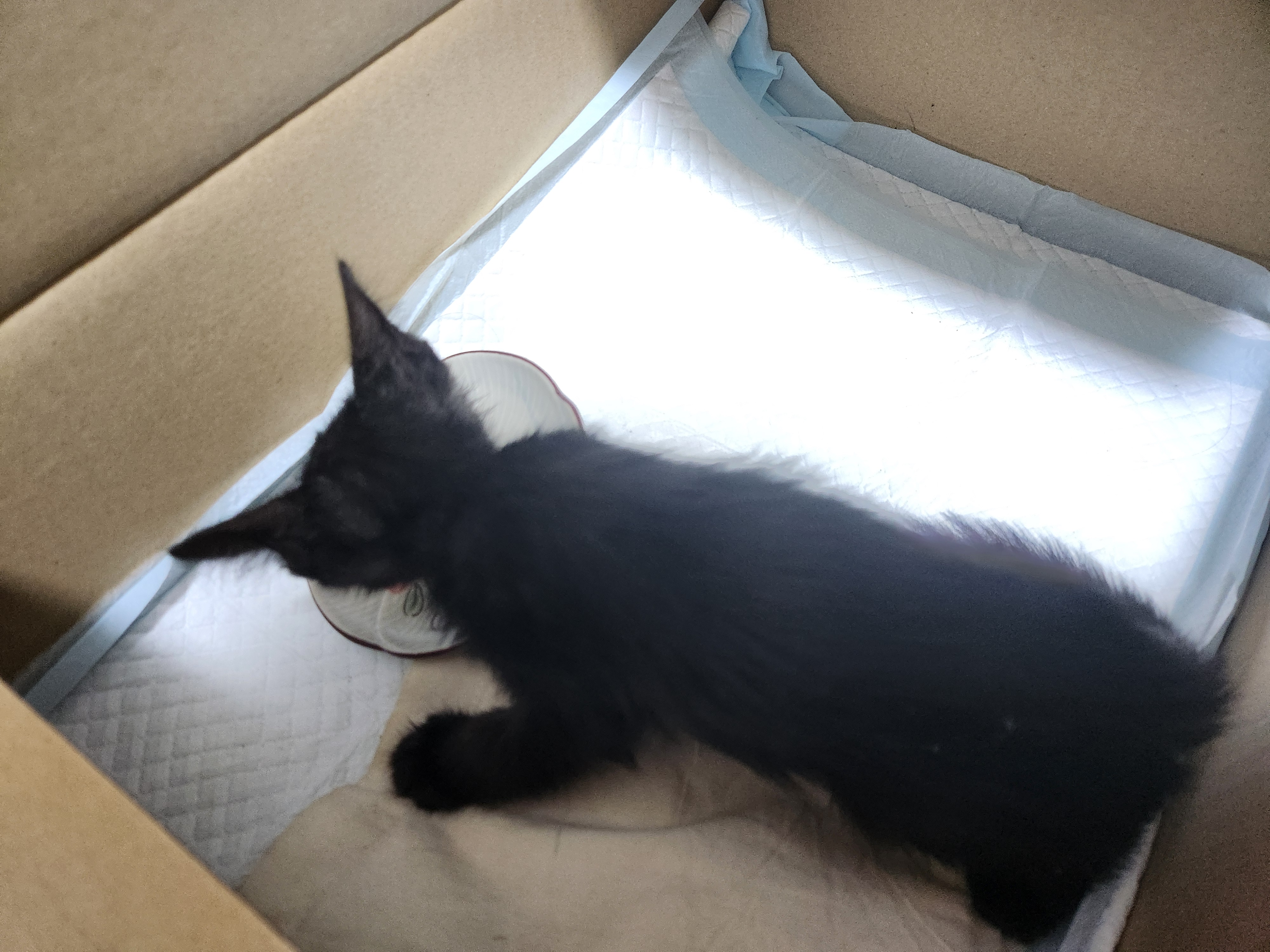 拾った猫の画像